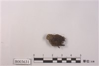 藏品(葉蘚科)的圖片